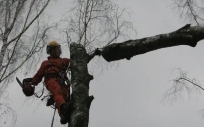 Спил и вырубка деревьев - Волгоград, цены, предложения специалистов