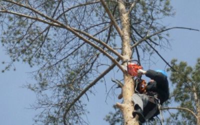 Аварийное спиливание деревьев - Волгоград, цены, предложения специалистов