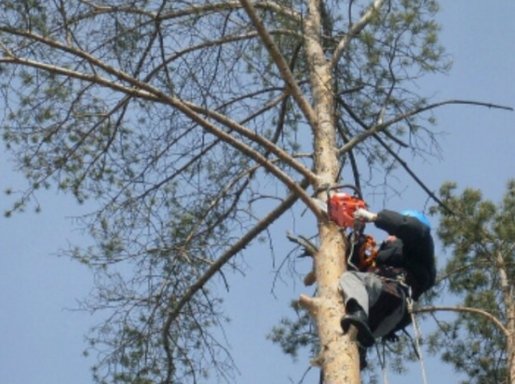 Аварийное спиливание деревьев стоимость услуг и где заказать - Волгоград
