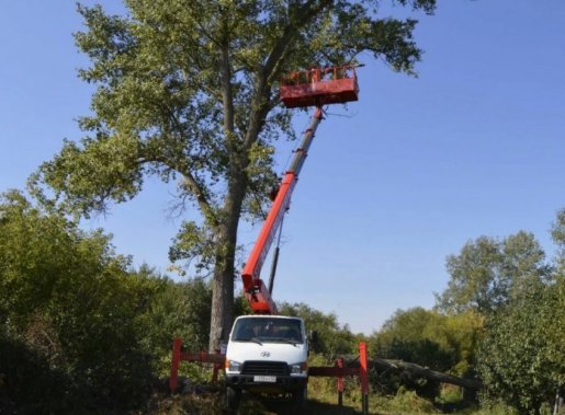 Спил и вырубка деревьев стоимость услуг и где заказать - Волгоград